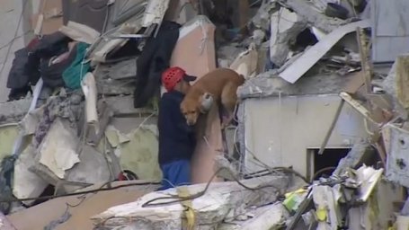 Из разрушенных взрывами квартир в Ногинске спасли кота и собаку