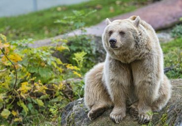 В Кавказском заповеднике появился новый вид медведей